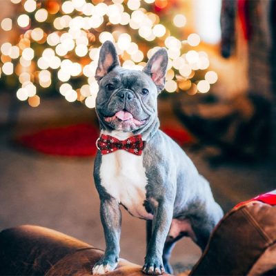 Świąteczna obroża dla psa w kształcie płatka śniegu | DOGICOLLAR